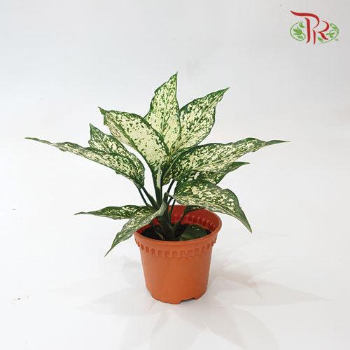 Aglaonema White Dalmatian《白翡翠粗肋草》