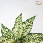 Aglaonema White Dalmatian《白翡翠粗肋草》