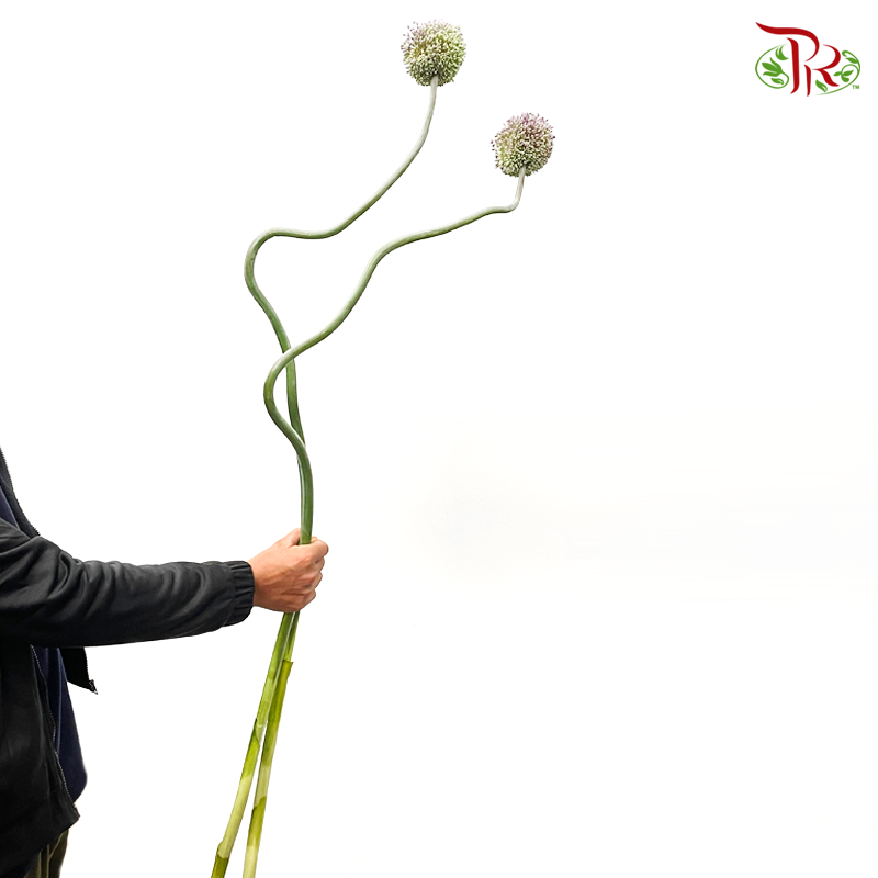 Allium Summer Flash (135cm - 140cm) - Per Stem