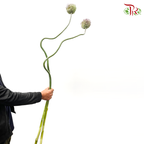 Allium Summer Flash (135cm - 140cm) - Per Stem