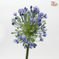 Allium - Blue Perfume (5 Stems)-Blue-Japan-prflorist.com.my
