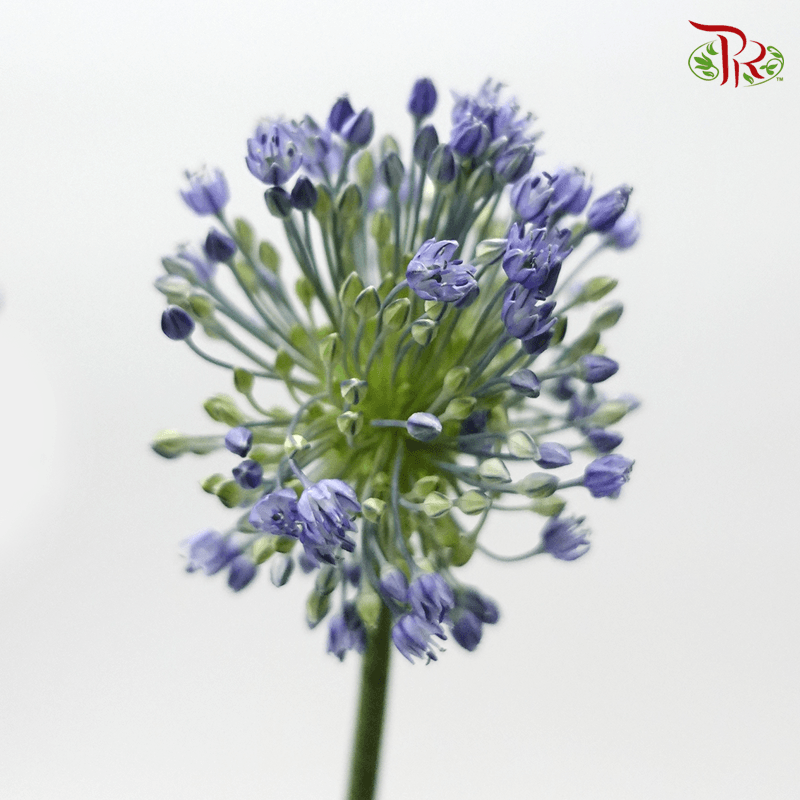 Allium - Blue Perfume (5 Stems)-Blue-Japan-prflorist.com.my