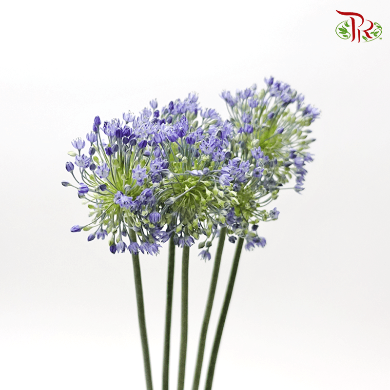 Allium - Blue Perfume (5 Stems)-Blue-Japan-prflorist.com.my