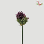 Allium Bullet - Purple (5 Stems)-Purple-Japan-prflorist.com.my