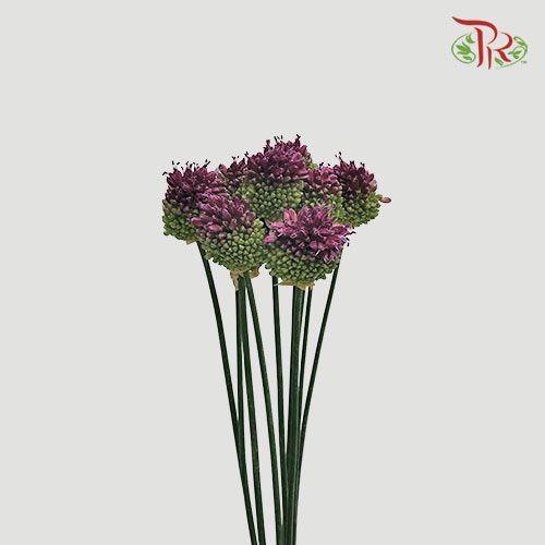 Allium Bullet - Purple (5 Stems)-Purple-Netherland-prflorist.com.my
