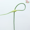 Allium Curry Garlic (5 Stems)-Netherland-prflorist.com.my