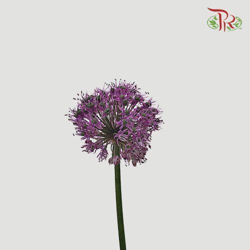 Allium Giganteum / Ambassador - (Per Stem)-Purple-Netherland-prflorist.com.my