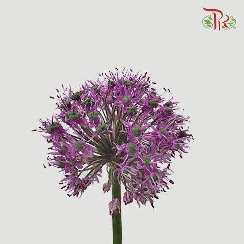 Allium Gladiator - (5 Stems)-Purple-Netherland-prflorist.com.my
