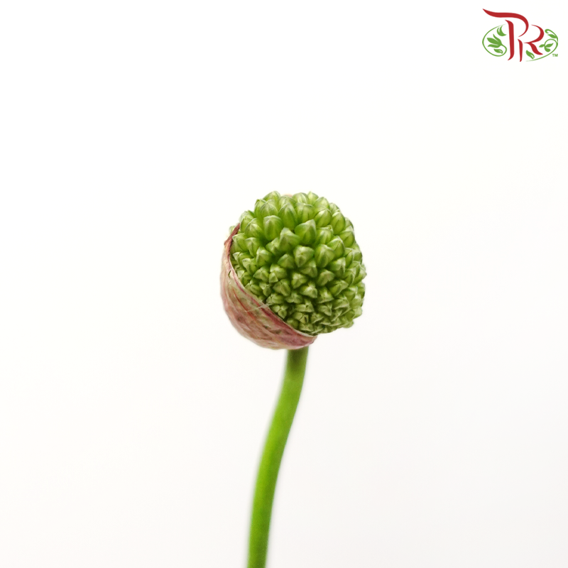 Allium Green Berry (5 Stems)-Japan-prflorist.com.my
