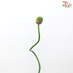 Allium Green Berry (5 Stems)-Japan-prflorist.com.my
