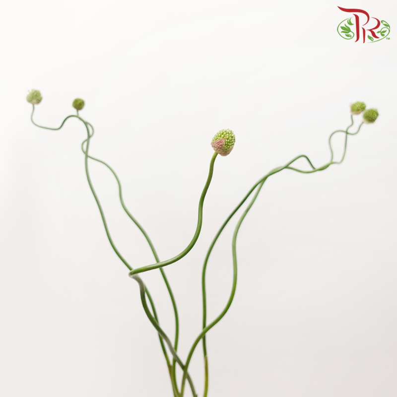 Allium Green Berry (5 Stems)-Japan-prflorist.com.my
