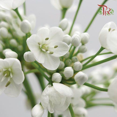Allium White Small - (5 Stems)-White-Netherland-prflorist.com.my