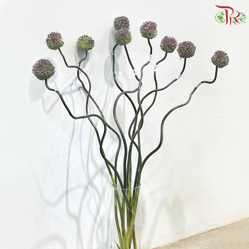 Allium Summer Flash (135cm - 140cm) - Per Stem