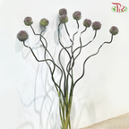 Allium Summer Flash (135cm - 140cm) - Per Stem