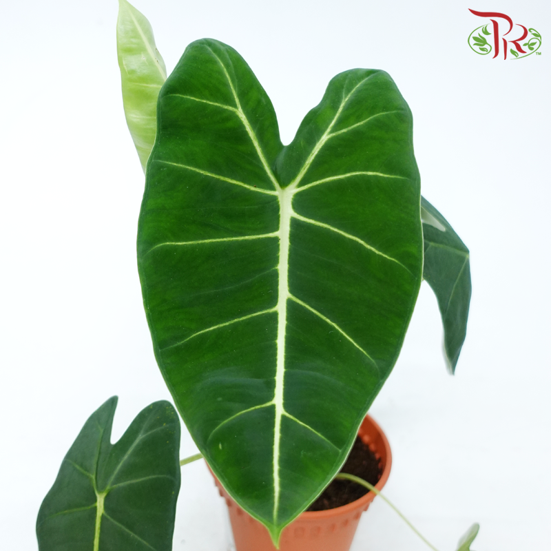 Alocasia Green Frydek《绿天鹅绒海芋》