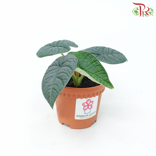 Alocasia Melo (Rugosa) P120《蜜瓜海芋》