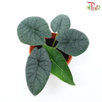 Alocasia Melo (Rugosa) P120《蜜瓜海芋》-Pudu Ria Florist-prflorist.com.my