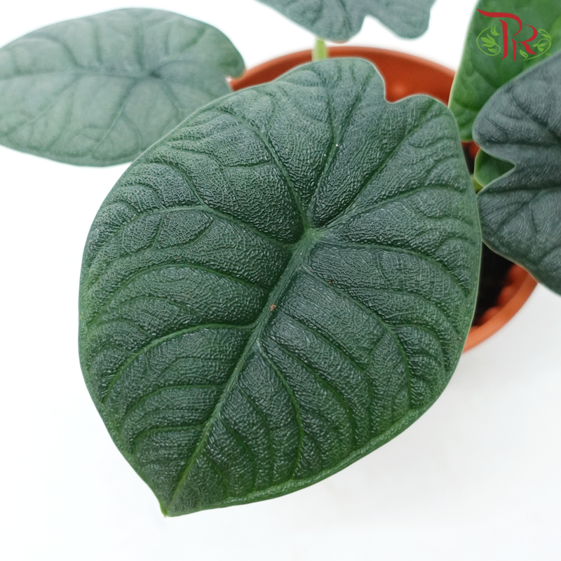 Alocasia Melo (Rugosa) P120《蜜瓜海芋》-Pudu Ria Florist-prflorist.com.my