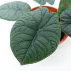 Alocasia Melo (Rugosa) P120《蜜瓜海芋》-Pudu Ria Florist-prflorist.com.my