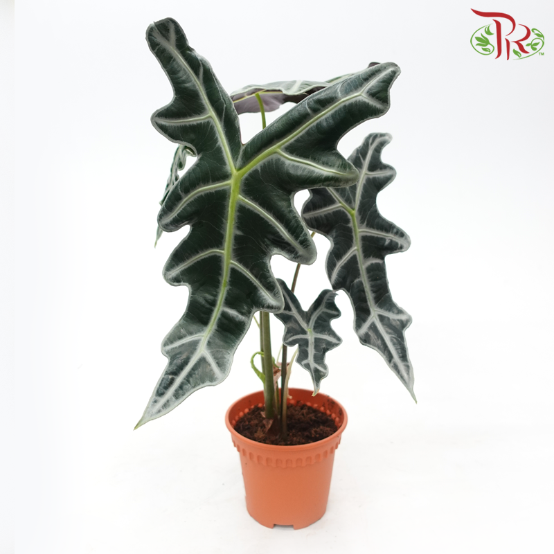 Alocasia Nobilis《诺比观音莲》