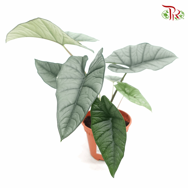 Alocasia Platinum《铂金海芋》