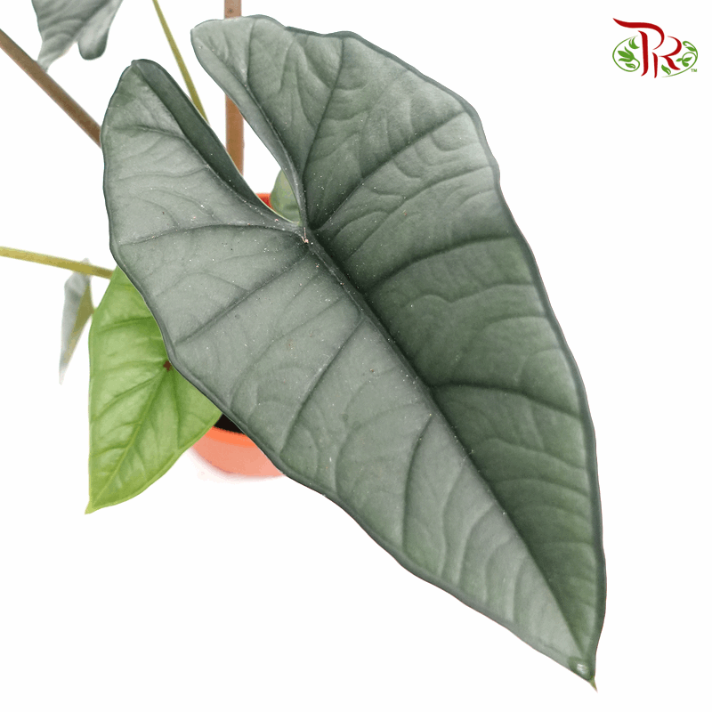 Alocasia Platinum《铂金海芋》