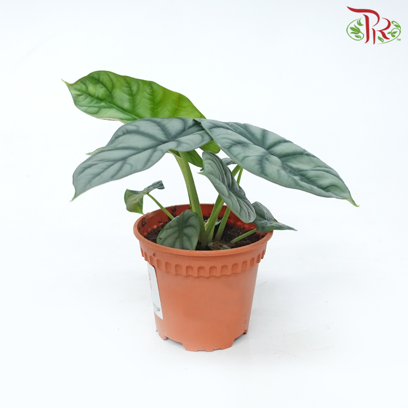 Alocasia Silver Dragon《白犀牛海芋》-Pudu Ria Florist-prflorist.com.my