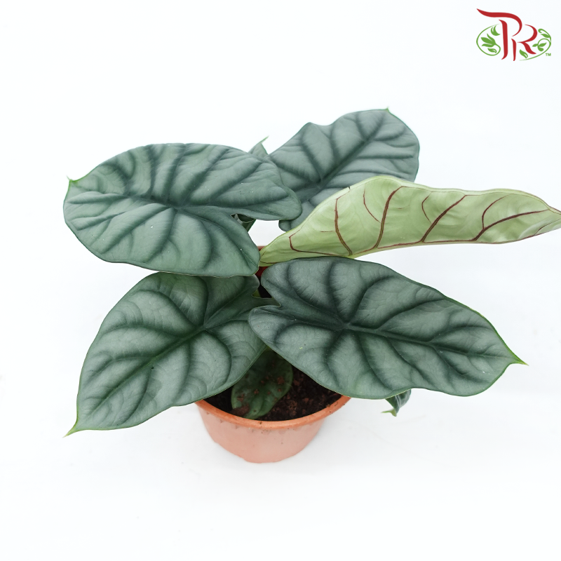 Alocasia Silver Dragon《白犀牛海芋》