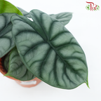 Alocasia Silver Dragon《白犀牛海芋》