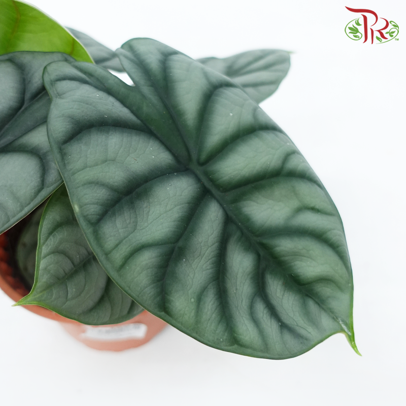 Alocasia Silver Dragon《白犀牛海芋》