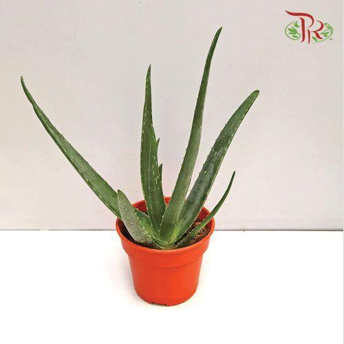 Aloe Vera《芦荟》-Pudu Ria Florist-prflorist.com.my