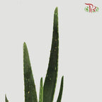 Aloe Vera《芦荟》