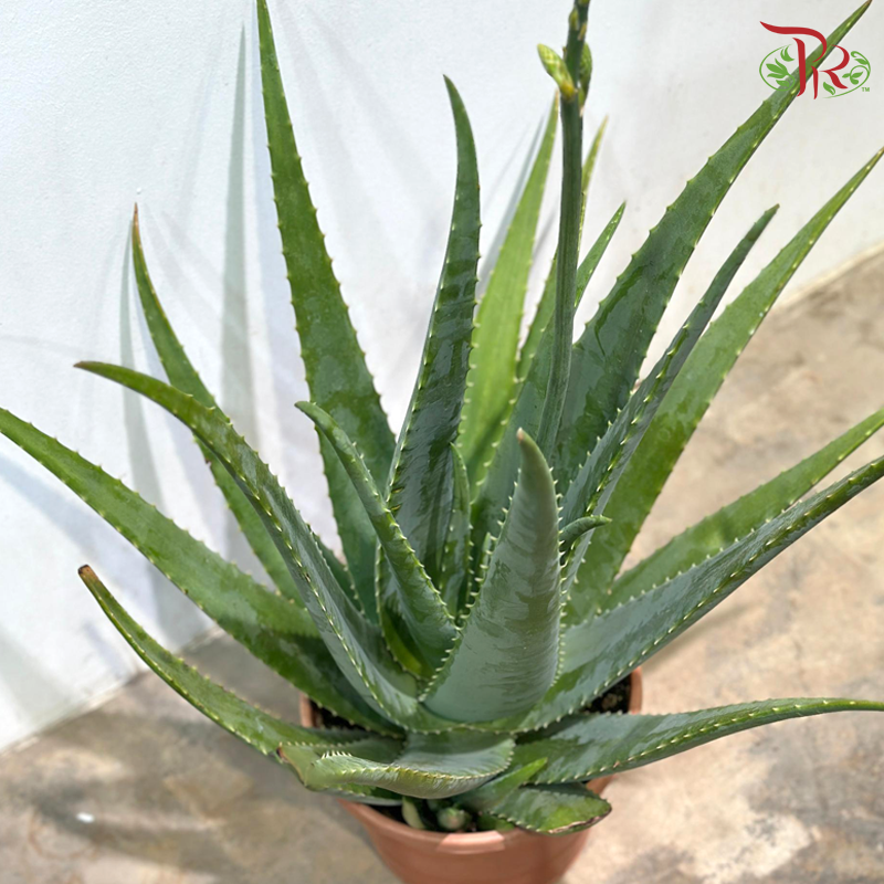 Aloe Vera P260《芦荟》