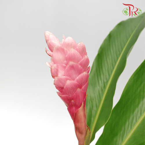 Alpinia / Ginger Pink - Grade A (5 Stems)-Pink-Malaysia-prflorist.com.my