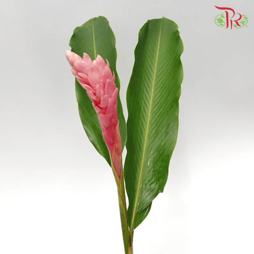 Alpinia / Ginger Pink - Grade A (5 Stems)-Pink-Malaysia-prflorist.com.my