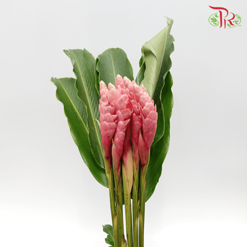 Alpinia / Ginger Pink - Grade B (5 Stems)-Pink-Malaysia-prflorist.com.my