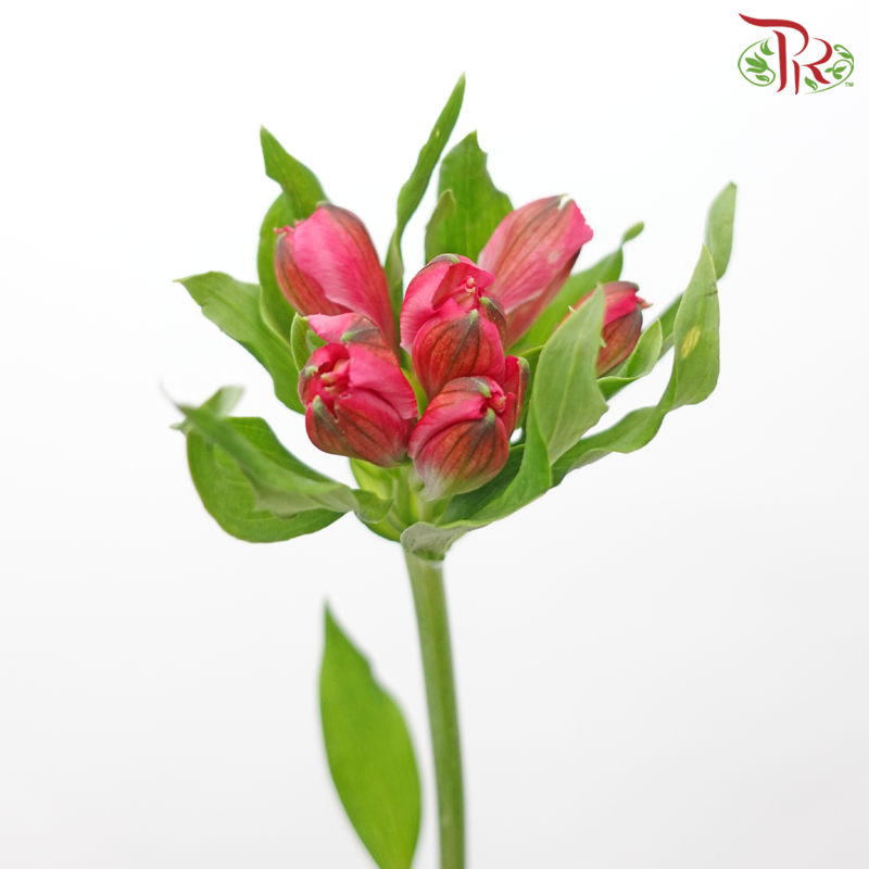 Alstroemeria - Cherry Pink (10 Stems)-Cherry Red-Kenya-prflorist.com.my