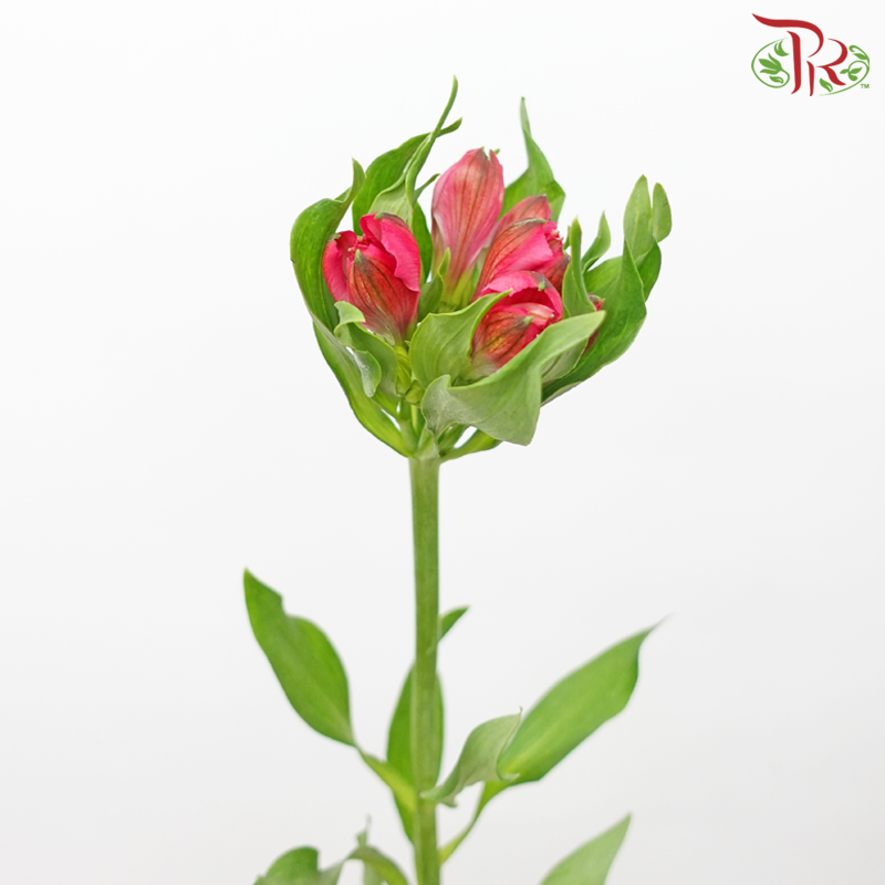 Alstroemeria - Cherry Pink (10 Stems)-Cherry Red-Kenya-prflorist.com.my