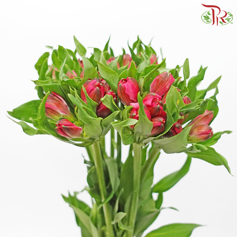 Alstroemeria - Cherry Pink (10 Stems)-Cherry Red-Kenya-prflorist.com.my