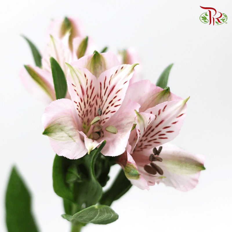 Alstroemeria - Light Pink (10 Stems)-Pink-Kenya-prflorist.com.my