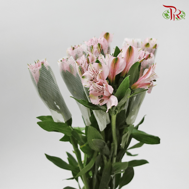 Alstroemeria - Light Pink (10 Stems)-Pink-Kenya-prflorist.com.my