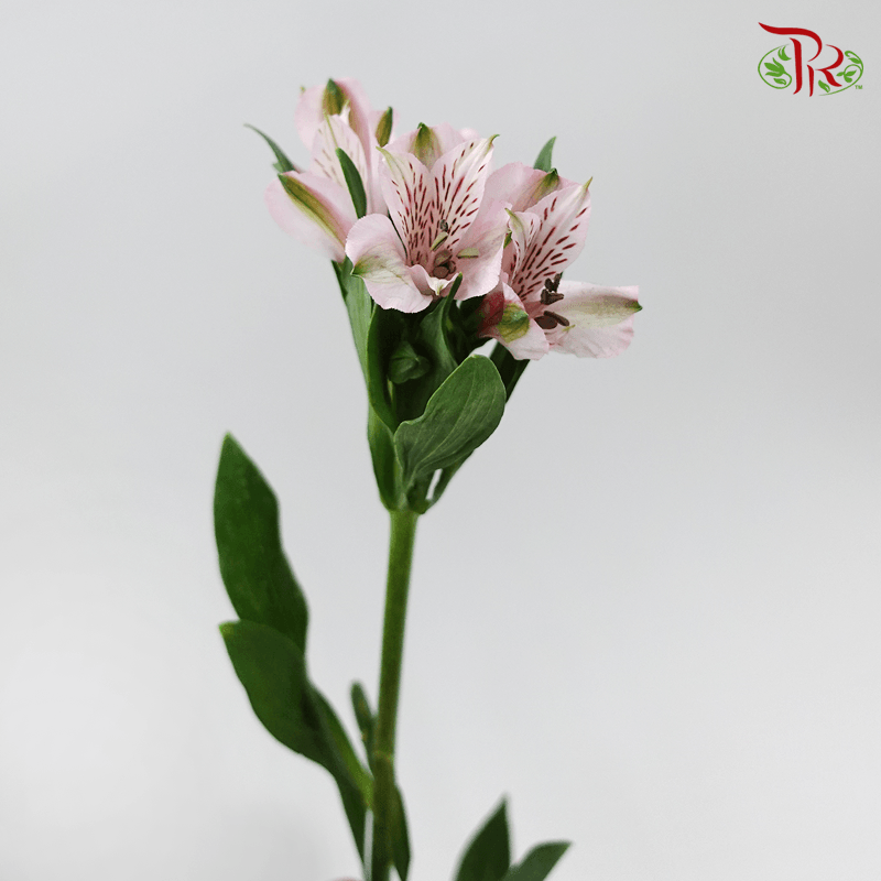 Alstroemeria - Light Pink (10 Stems)-Pink-Kenya-prflorist.com.my