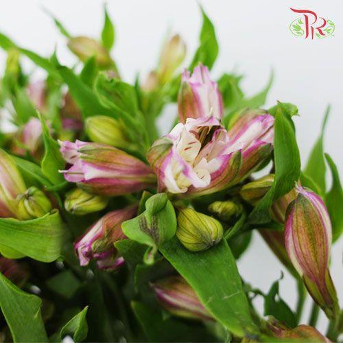 Alstroemeria - Light Purple (10 Stems)-Light Purple-Kenya-prflorist.com.my