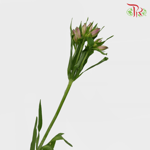 Alstroemeria - Light Purple (10 Stems)-Light Purple-Kenya-prflorist.com.my
