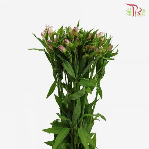 Alstroemeria - Light Purple (10 Stems)-Light Purple-Kenya-prflorist.com.my