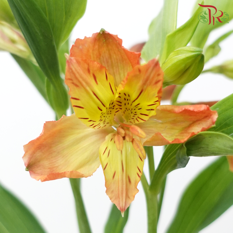 Alstroemeria - Orange (10 Stems)-Orange-Kenya-prflorist.com.my