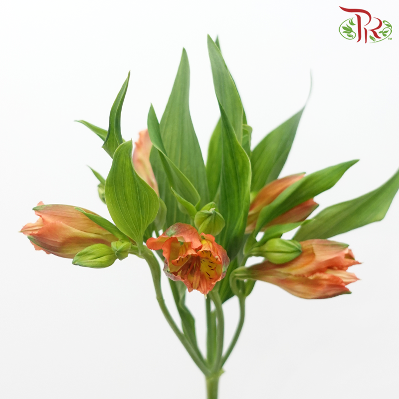 Alstroemeria - Orange (10 Stems)-Orange-Kenya-prflorist.com.my