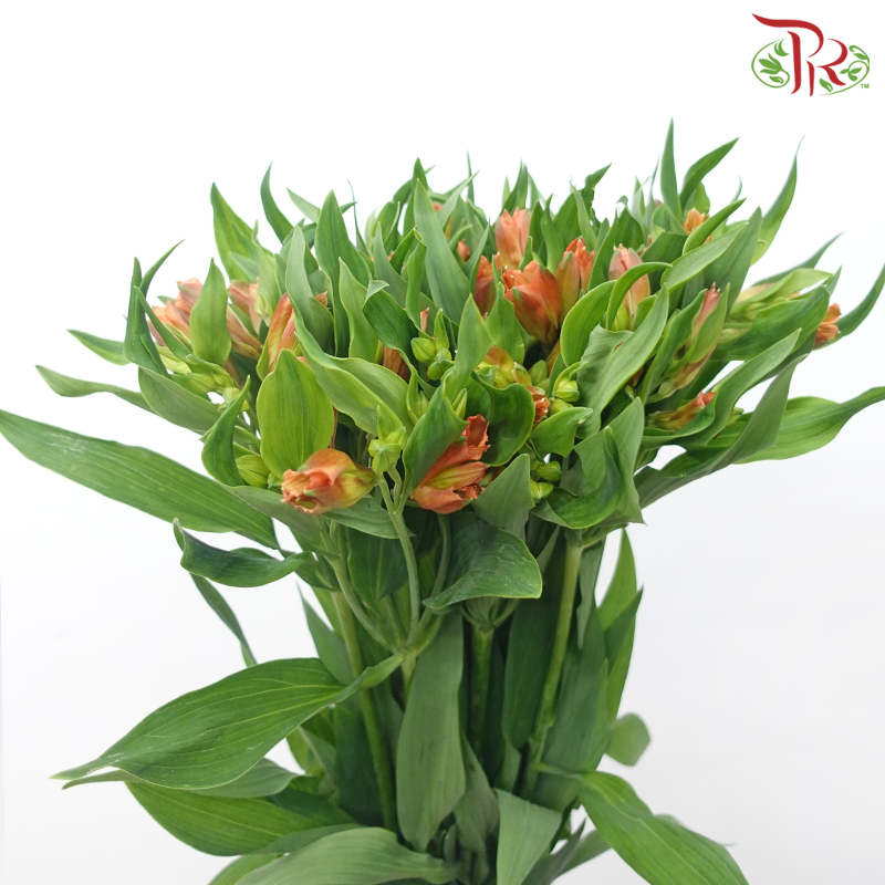 Alstroemeria - Orange (10 Stems)-Orange-Kenya-prflorist.com.my