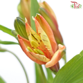 Alstroemeria - Orange Red (10 Stems)-Orange Red-Kenya-prflorist.com.my
