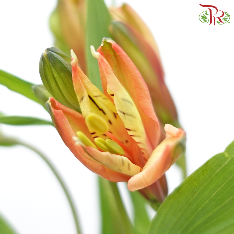 Alstroemeria - Orange Red (10 Stems)-Orange Red-Kenya-prflorist.com.my